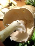 Echinoderma asperum image