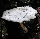 Leucocoprinus cretaceus image