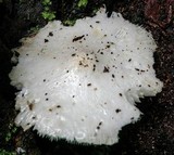 Leucocoprinus cretaceus image