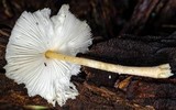 Leucocoprinus cretaceus image