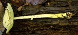 Leucocoprinus cretaceus image