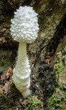 Leucocoprinus cretaceus image