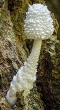 Leucocoprinus cretaceus image