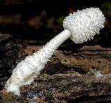 Leucocoprinus cretaceus image