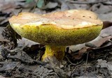 Boletus rawlingsii image