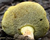 Boletus rawlingsii image