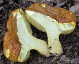 Boletus rawlingsii image