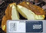 Boletus rawlingsii image