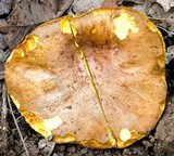 Boletus rawlingsii image