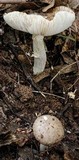 Amanita marmorata image