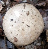 Amanita marmorata image