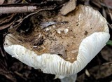 Amanita marmorata image