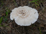 Lentinus tigrinus image