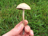 Panaeolus cinctulus image