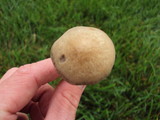 Panaeolus cinctulus image
