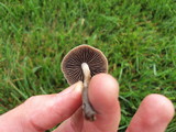Panaeolus cinctulus image