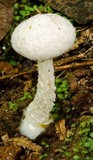 Austroboletus roseialbus image
