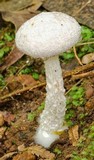 Austroboletus roseialbus image