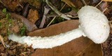 Austroboletus roseialbus image