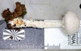 Austroboletus roseialbus image
