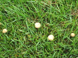 Panaeolus cinctulus image