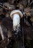 Hygrocybe pratensis var. pallida image