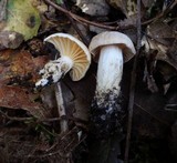 Hygrocybe pratensis var. pallida image