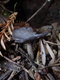 Helvella cupuliformis image