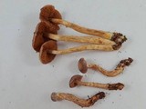 Cortinarius anomalus image