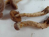 Cortinarius anomalus image