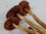 Cortinarius anomalus image