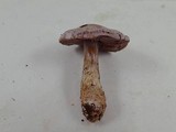 Cortinarius camphoratus image