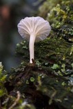 Lichenomphalia umbellifera image