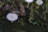 Lichenomphalia umbellifera image