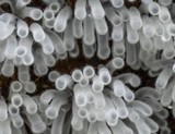 Ceratiomyxa fruticulosa var. fruticulosa image