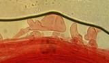 Mycena leptocephala image
