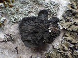 Collema furfuraceum image