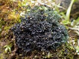 Leptogium gelatinosum image