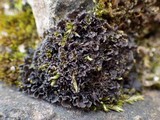 Leptogium gelatinosum image