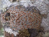 Caloplaca ferruginea image