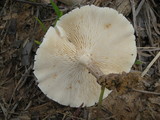 Lentinus tigrinus image