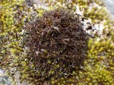 Cetraria aculeata image