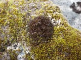 Cetraria aculeata image