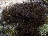 Cetraria aculeata image