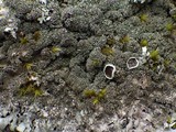 Xanthoparmelia conspersa image