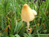 Conocybe apala image