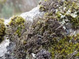 Cladonia coniocraea image