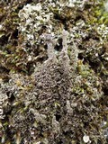 Cladonia coniocraea image