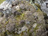 Cladonia ramulosa image