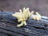 Arcyria obvelata image